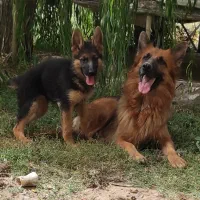 پانسیون حیوانات خانگی