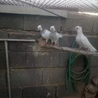 کبوتر|پرنده|شیراز, سعدیه جنوبی|دیوار