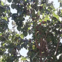فروش باغ در روستای خوش اب و هوای زواریان|فروش زمین و ملک کلنگی|سلفچگان, |دیوار
