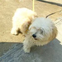 فروش فوری سگ شیتزو کراس