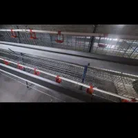 قفس منبری مرغ تخمگذار