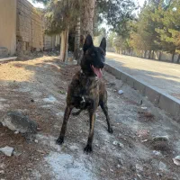 مالینیوز ماده