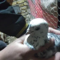 سوسکی|پرنده|زاوه, |دیوار