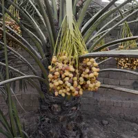 دمیت برحی|گل و گیاه طبیعی|آبپخش, |دیوار