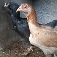 تخم مرغ نطفه دار لاری