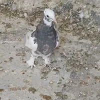 طوقی جوجه|پرنده|شیراز, کفترک|دیوار