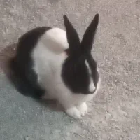 خرگوش
