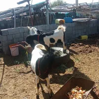 بز پاکستانی|حیوانات مزرعه|میناب, |دیوار