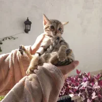 واگذاری رایگان بچه گربه