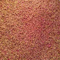 بذر کندم دیم