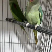 ملنگو رنگی خورشیدی راهب گرینچیک عروس|پرنده|شیراز, شهرک گلها|دیوار