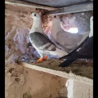 یک جفت پشت گراف و سه عدد جوجه عروس درشت و کشیده