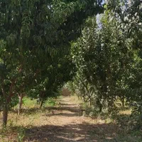 ۸۶۰ متر  باغچه ( رضی آباد)|فروش زمین و ملک کلنگی|تهران, صاحب الزمان|دیوار