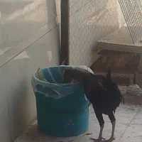 مرغ و خروس به فروش می رسد.