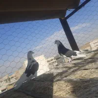 ۱۰ جفت|پرنده|قلعه نو, |دیوار