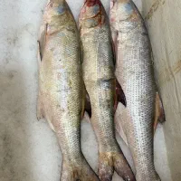 انواع ماهی و میگو تازه|ماهی|بندر کنگان, |دیوار