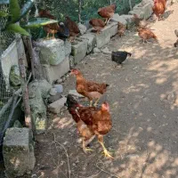 غاز ،مرغ و خروس|حیوانات مزرعه|رودسر, |دیوار