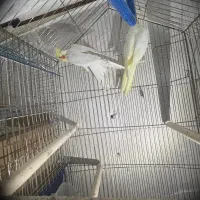 عروس هلندی