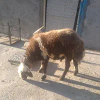 شیشک وبره