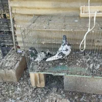 قارنی قره پرشی و ۳۰دنه آتیلما|پرنده|مشگین شهر, |دیوار