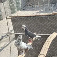 نرماده پرشی|پرنده|اردکان, |دیوار