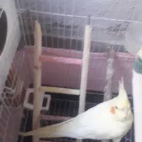 عروس هلندی ماده|پرنده|فشاپویه, |دیوار