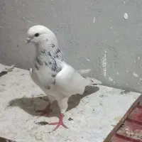 کفتر خال سیاه نر و ماده و شازده سبز ماده