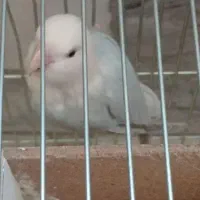 طوطی برزیلی یا کوتوله برزیلی مولد