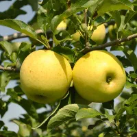 باغ سیب ثمری کاکان(علی آباد) سند دار (4500 متر)