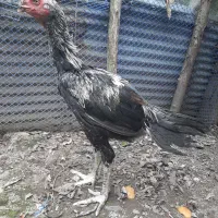 جوجه لاری هندی نوک طوطی