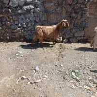 بز زاییده|حیوانات مزرعه|بیرجند, |دیوار