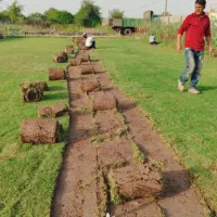 چمن طبیعی رولی - دایکوندرا - چمن اسپرت - برموداگرس