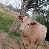 گوساله ماده