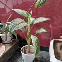 گل دیفین باخیای اصل و خارجی ساقه درشت برگ پهن