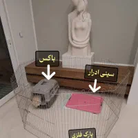 سگ پامر آپارتمانی|سگ|گرگان, |دیوار