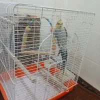 عروس هلندی و قفس