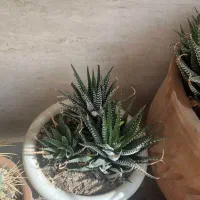 تعدادی کاکتوس|گل و گیاه طبیعی|زنجان, |دیوار