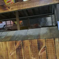 دو عدد طبق مخصوص میوه دوطبقه بدنه اهن