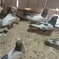 کبوتر کله دم پرشی|پرنده|بیجار, |دیوار