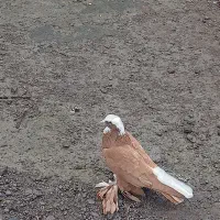 ساری بالا الکح