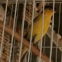 قناری گلستروقناری رسمی بلند
