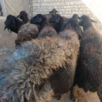 فروش گوسفند های ۵۰ کیلویی|حیوانات مزرعه|کرج, فاز ۲ مهرشهر|دیوار