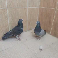 فروش کبوتر|پرنده|سعدآباد, |دیوار