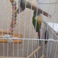 گرینچگ نر وماده آماده تخم گذاری