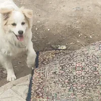 سگ پامر خیلی بازی گوش و حرفه ای