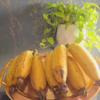 نهال موز درشت|گل و گیاه طبیعی|قائم‌شهر, |دیوار