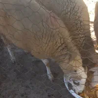 بره گوسفند نر و ماده|حیوانات مزرعه|فومن, |دیوار