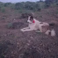 سگ گله به جانور صفت