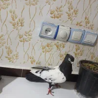 شوش دنیال