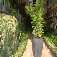 گل و گیاه ، گلدان ، تاج گل ، باکس گل درختچه|گل مصنوعی|کهریزک, |دیوار